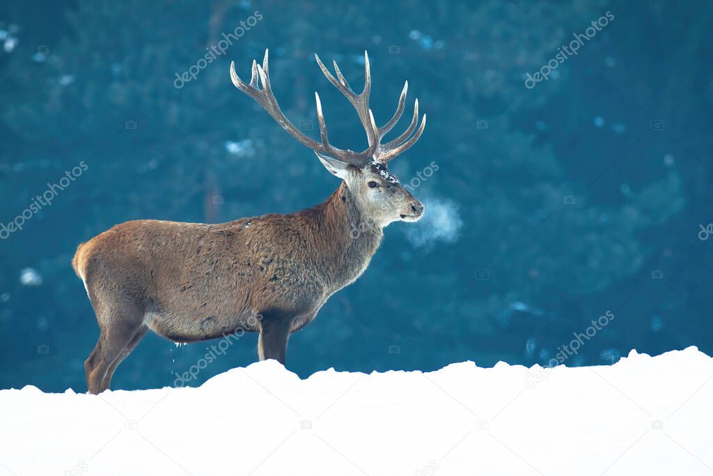 Majestic red deer standing on meadow in winter fog