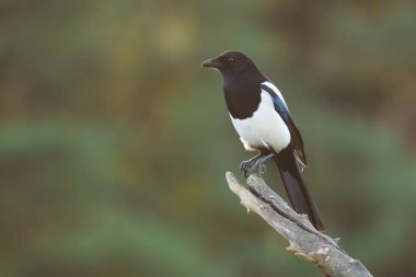 Sakin Avrasyalı saksağan yaz doğasında bir dalda oturuyor