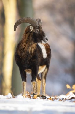Mouflon Ram kış zamanı ormanda duruyor..
