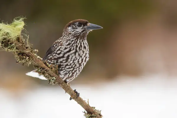 Spotted nutcracker sitting on branch in winter nature — Stock Photo, Image