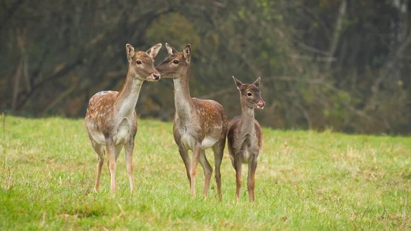 Tři padlí jeleni stojící na louce v podzimní přírodě — Stock fotografie