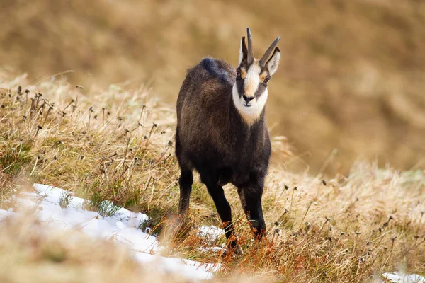 Tatra chamois ยืนอยู่บนทุ่งหญ้าแห้งในธรรมชาติฤดูหนาว — ภาพถ่ายสต็อก