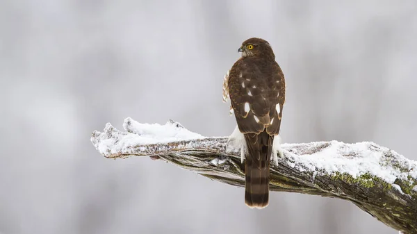Gavilán euroasiático sentado en la rama en la naturaleza de invierno — Foto de Stock