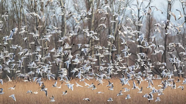 Bandada de gaviotas de cabeza negra volando en el aire en otoño naturaleza — Foto de Stock