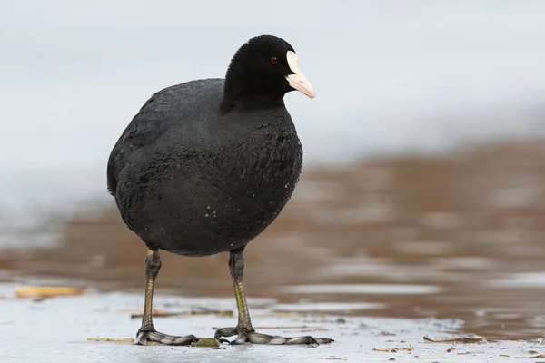 Eurasian coot standing on ice in wintertime nature — Stock Photo, Image