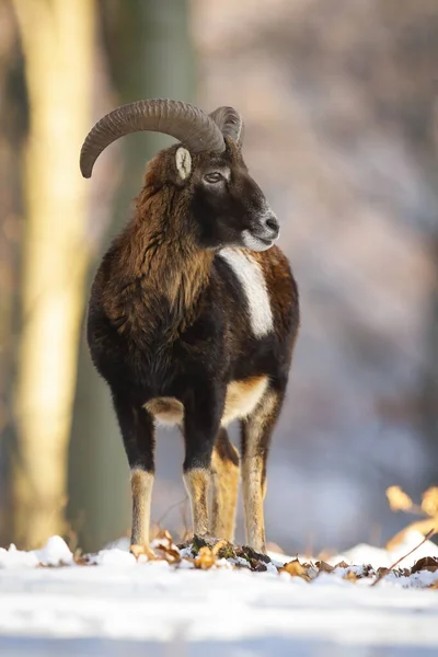 Mouflon ram ยืนอยู่ในป่าในฤดูหนาวธรรมชาติ . — ภาพถ่ายสต็อก