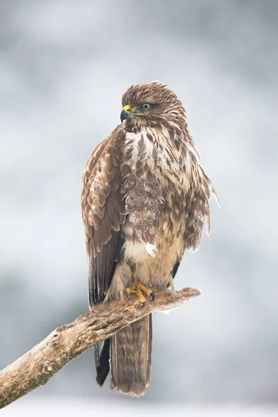 Buzzard comum sentado no ramo no inverno natureza — Fotografia de Stock