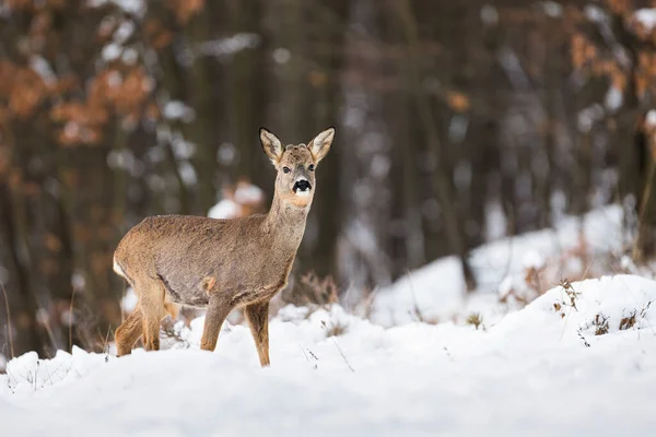 Roe jeleń stojący w lesie w zimie natura. — Zdjęcie stockowe