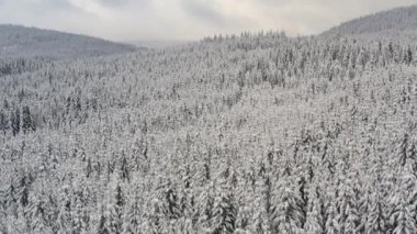 Kışın, karla kaplı kozalaklı ağaçlarla dolu bir orman.