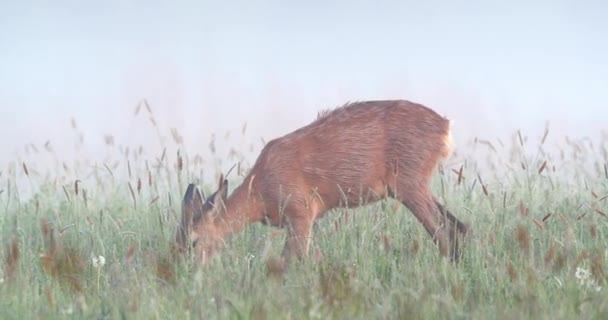 Sabahın erken saatlerinde çayırlara bakan ve beslenen bir geyik. — Stok video