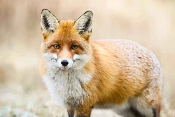 Beau renard rouge regardant vers la caméra sur la prairie en hiver — Photo