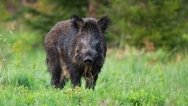 Majestätisk vildsvin, sus scrofa, med våt päls ser försvarslös på gläntan — Stockfoto