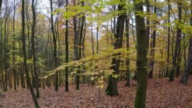 Turuncu ve sarı yapraklı sonbahar ormanı.