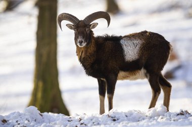 Mouflon Ram kış zamanı ormanda duruyor..