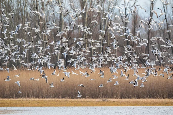 Muchas gaviotas de cabeza negra despegando del pantano en invierno — Foto de Stock