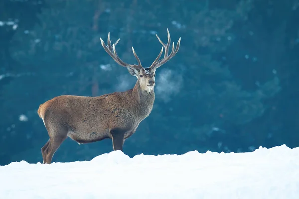 Ciervo rojo ciervo de pie en el prado cubierto de nieve en la naturaleza invernal. — Foto de Stock