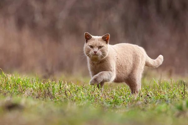 Huiskat stalken prooi in tuin met kopieerruimte — Stockfoto