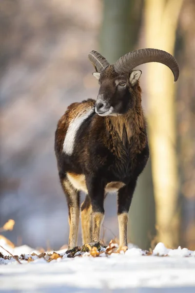 Mouflon ram ยืนอยู่ในป่าในฤดูหนาวที่มีแสงแดดธรรมชาติ . — ภาพถ่ายสต็อก