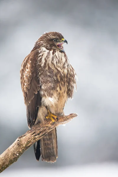 Buitre común chillando en la rama en la naturaleza de invierno —  Fotos de Stock