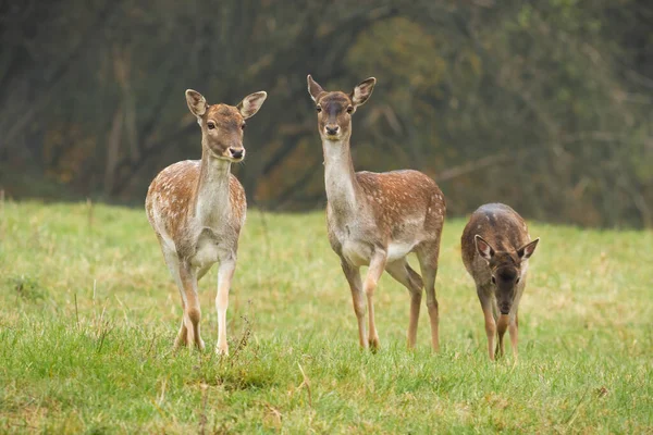 Trzy ugorowane jelenie spacerujące po trawie jesiennej przyrody — Zdjęcie stockowe