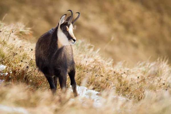 Tatra chamois ยืนอยู่บนทุ่งหญ้าภูเขาในฤดูหนาวธรรมชาติ — ภาพถ่ายสต็อก