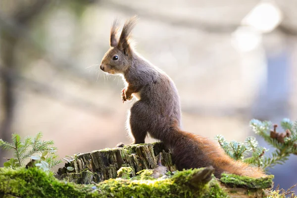 秋天里，红松鼠站在青木上 — 图库照片