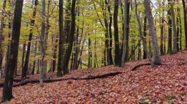 Sonbahar ormanlarında renkli yapraklarla kaplı eski orman yolu.