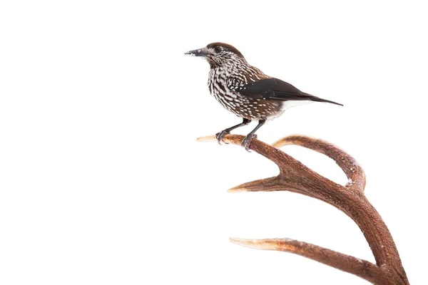 Spotted nutcracker sitting on antlers isolated on white background. — Stock Photo, Image