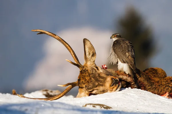 Northern goshawk sitting on dead deer in winter nature — Stock Photo, Image