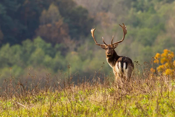 Massive fallow deer stag looking back on hill in autumn nature — Stock Photo, Image