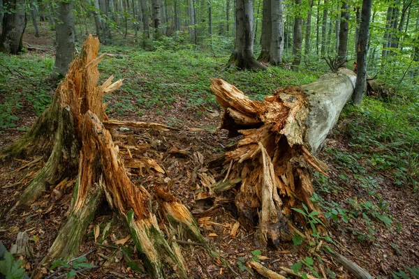 Старе зламане дерево, що лежить на землі з дерев'яним гниттям навколо . — стокове фото