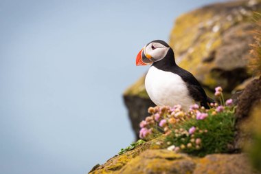 Yaz doğasında uçurumun kenarında duran Atlantik martısı.