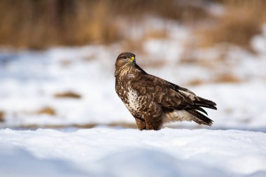 Kışın kar üzerinde oturan görkemli akbaba..