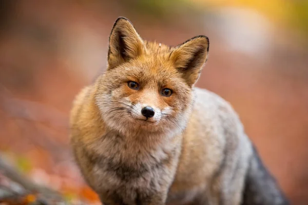 Крупним планом червона лисиця стоїть в осінньому лісі — стокове фото