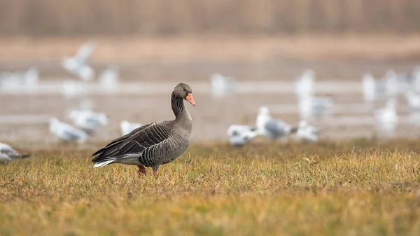 Greylag goose walking on flooded field in autumn nature — Stock Photo, Image