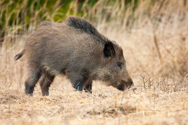 Wild boar standing on dry field in autumn nature. — Stock Photo, Image