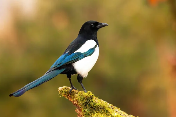 Eurasian magpie sentado no ramo musgo no verão natureza — Fotografia de Stock