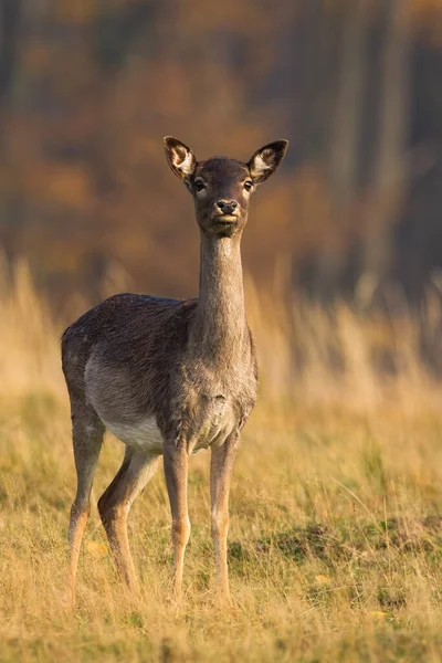 Corça de veado rasa em pé no campo seco no outono natureza — Fotografia de Stock