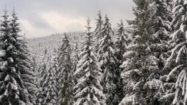 Kışın insansız hava aracı tarafından karla kaplı kozalaklı ağaçların tepeleri.