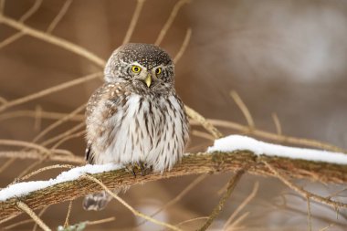 Eurasian pygmy owl sitting on branch in winter nature clipart