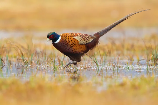 Поширений фазанський дзвін на болотах в осінній характер . — стокове фото