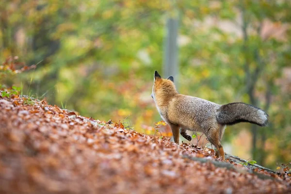 Raposa vermelha em pé na floresta colorida no outono natureza e olhando para longe. — Fotografia de Stock