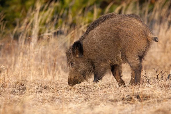 Vildsvin gräver med tryne på torr äng i höstnaturen. — Stockfoto