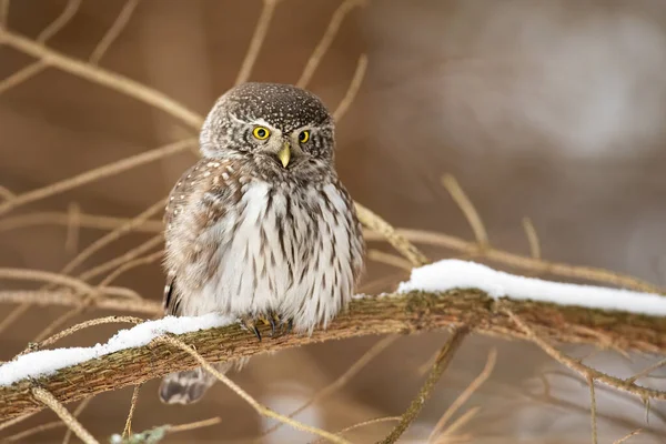 冬の自然の中で枝に座ってユーラシア・ピグミー・ボウル — ストック写真