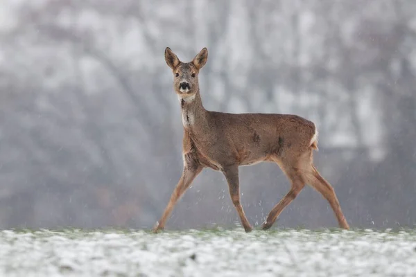 Roe jeleń spacery na łące w zimie charakter. — Zdjęcie stockowe