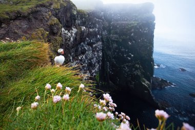 Atlantik martısı İzlanda 'da okyanusa bakıyor.