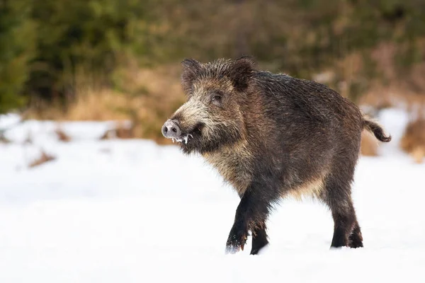 Wildschweine spazieren in winterlicher Natur auf verschneiter Wiese — Stockfoto