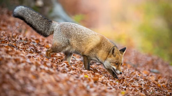 Raposa vermelha andando na folhagem na floresta no outono natureza — Fotografia de Stock