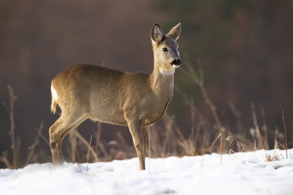 Inocente corzo ciervo de pie en el prado en invierno — Foto de Stock