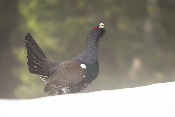 Western capercaillie lekking on snowy meadow in winter — Stock Photo, Image